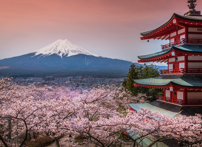 Цветение сакуры в Японии: когда начинается сезон