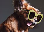 Лицом новой рекламной кампании Karen Walker стала собака