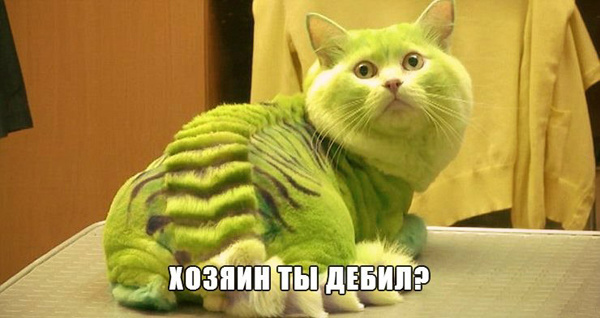 Мой хозяин - идиот!