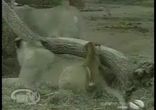 Такса и Львица