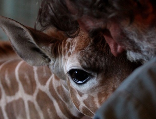 Диковинная фауна