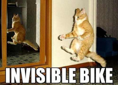 Коты и невидимые предметы