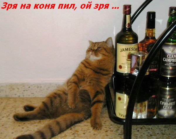 ТОП лучших котоматриц