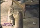 2 кошки (отражение)
