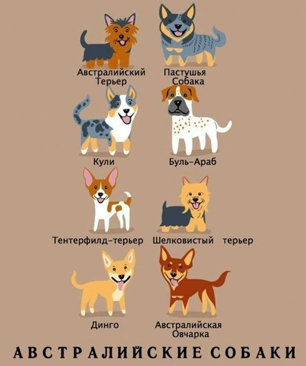 Откуда собачки родом