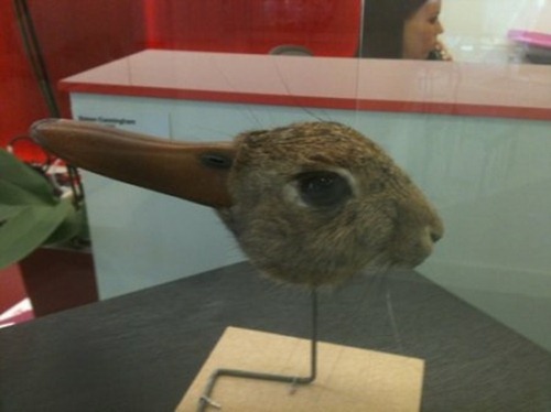 Прототип зайца - утки 