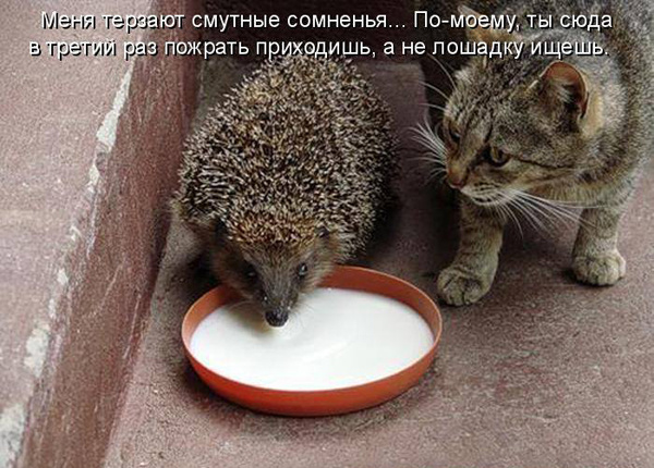 Прикол про одинокого ежика
