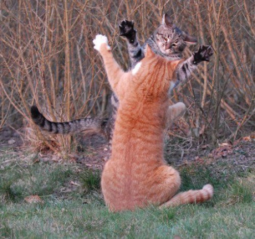 Урок каратэ от котэ