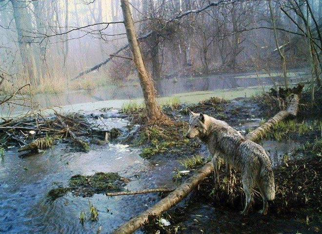 Животные в Чернобыльской зоне