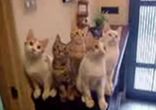 Коты-умора