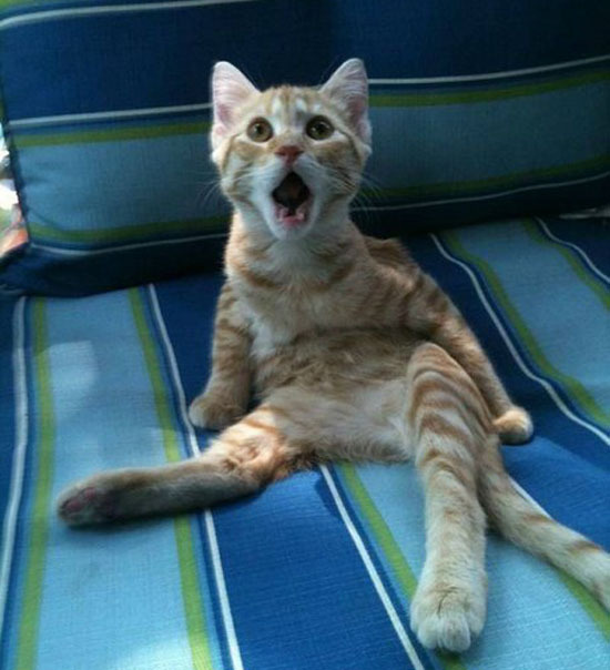 Осторожно! Этот пост может огорчить котиков