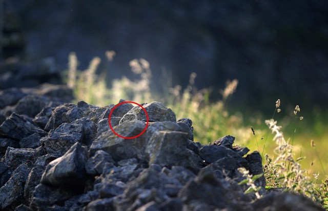 Найди сову. Маскировка: уровень Бог