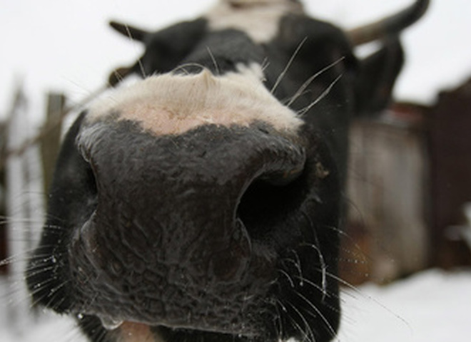 Лайма Вайкуле