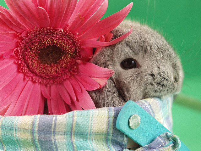 Гарна листівка на Великодень з кроликом