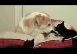 Пес терпит надоедливых котят))