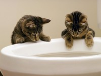 Купание в унитазе