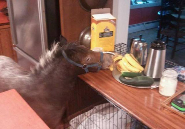 Самые очаровательные воришки