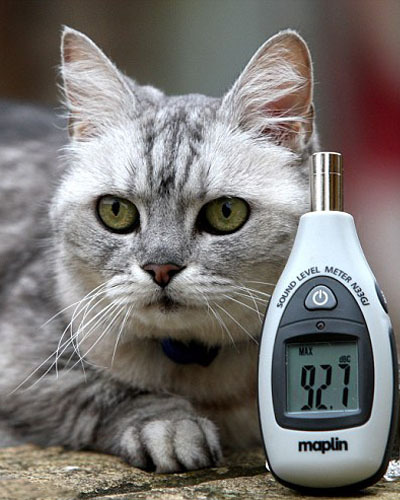 Громко Мурлыкающая Смоки