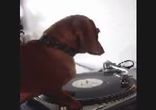 taksa dj