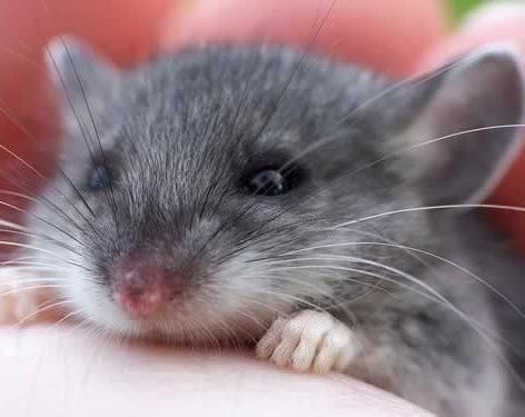 Зверье мое!