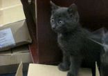 котик кусачий    