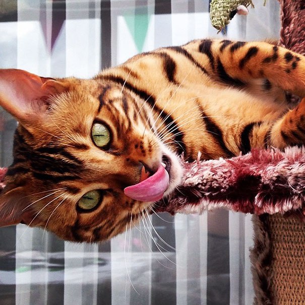 Невероятный Тор — бенгальский кот с самой красивой шерстью