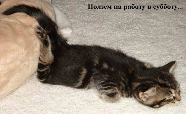 Няшки и суббота