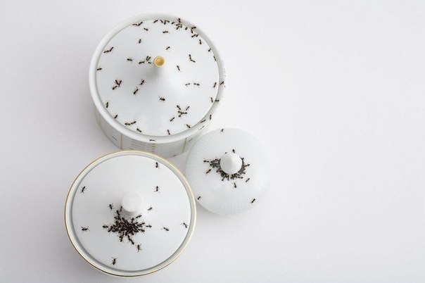 Жутковатый фарфоровый набор с нарисованными муравьями