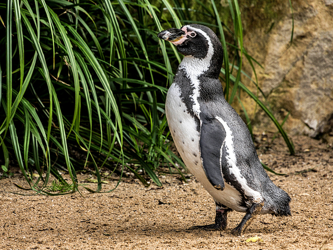 Где встретить пингвинов: Пингвины в Перу - Пингвин Гумбольдта