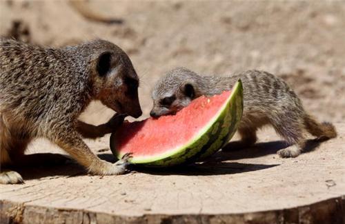 Выходки животных