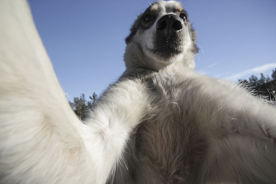 Собаки, которые любят селфи