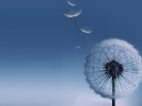 Одинокий одуванчик