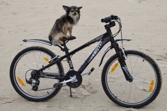 Собаки - на велосипедах катаки