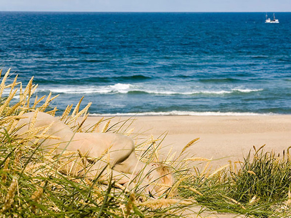 Маскировка 80 уровень