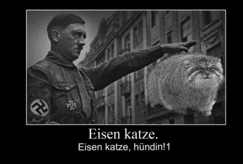 Погладь кота