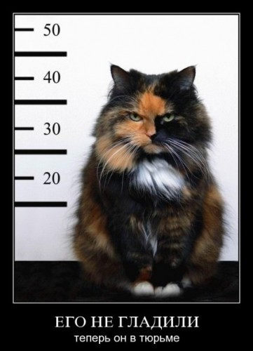 Погладь кота