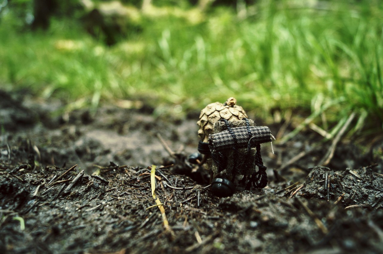 #ПутешествиеСосновойШишки часть 7