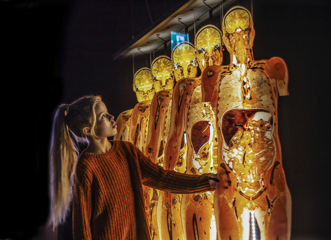 У Київ вперше везуть всесвітньо відому виставку людських тіл