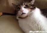Неодобряка кота)