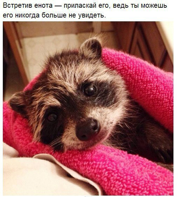 10 принципов жизни енота