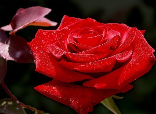 Троянда для тебе