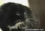 Коты говорят