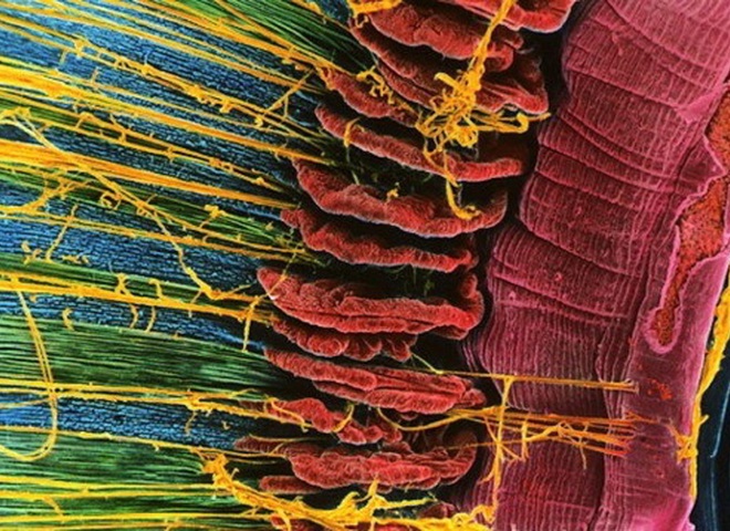Как выглядит наше тело под микроскопом: 25 удивительных фотографий