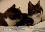 Розмова котів