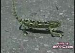 Животные танцуют - мегапозитив   