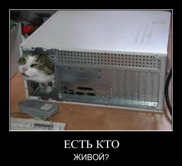 Демотиваторы про котов