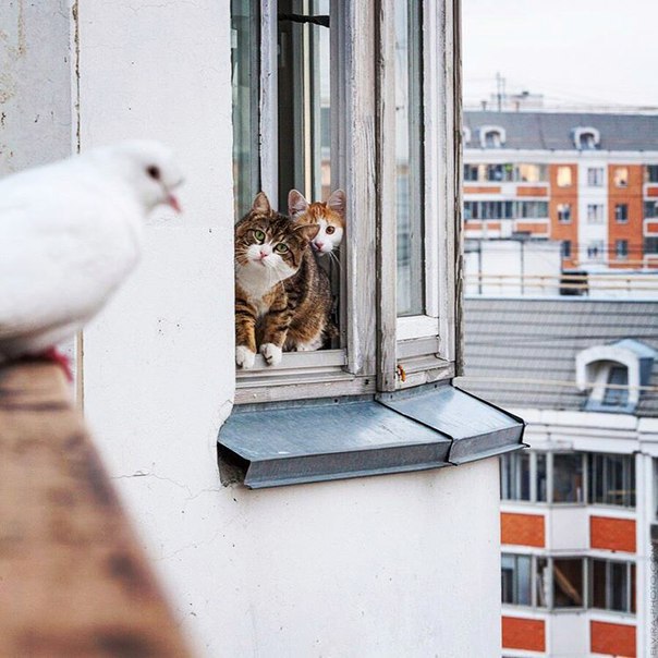 Больше, чем фото. Два кота–психолога отговаривают голубя от суицида