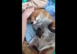 Хитрая лиса хорошо устроилась )