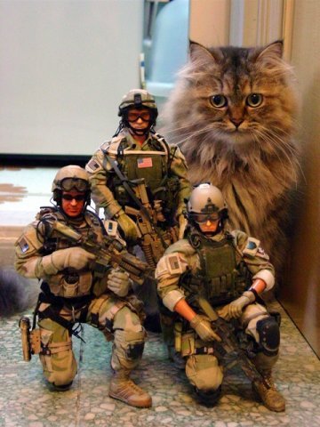 Коты в армии