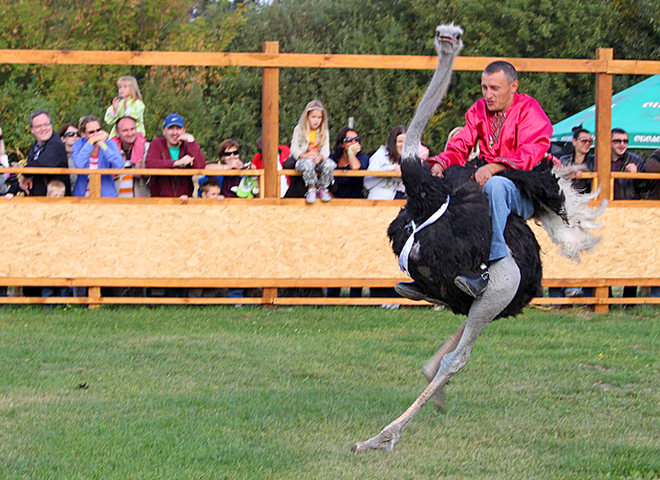 Страусиная ферма под Киевом: экзотический тур выходного дня - Tochka.net